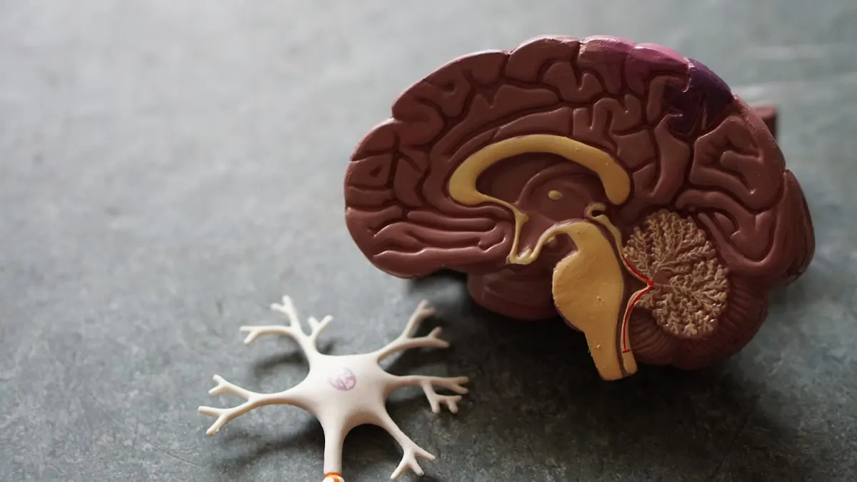Anatomical model of a brain beside a model nerve cell — illustrative photograph